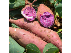 新鲜紫薯 紫心红薯 紫番薯 紫地瓜 山东地瓜 农家