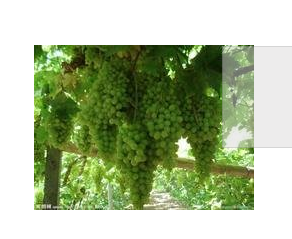供应绿色葡萄