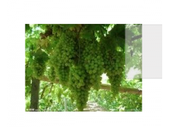 供应绿色葡萄