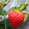 批发草莓 直销草莓苗 日本红颜草莓 草莓按规格