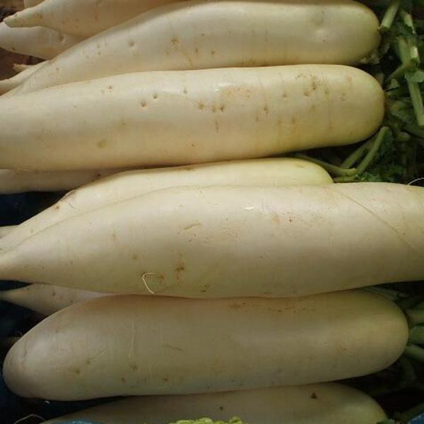 供应出口保鲜农产品白萝卜 专业品质绿色蔬菜白萝卜