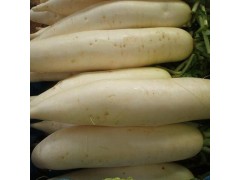 供應出口保鮮農產品白蘿卜 專業品質綠色蔬菜白蘿卜