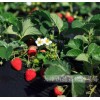 大凉山特产德昌纯雨草莓 无污染 有机草莓 1.25kg装