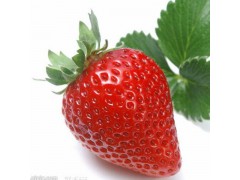 供应安庆市金义园果蔬种植专业优质无农药草莓 批发