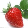 供应安庆市金义园果蔬种植专业优质无农药草莓 批发