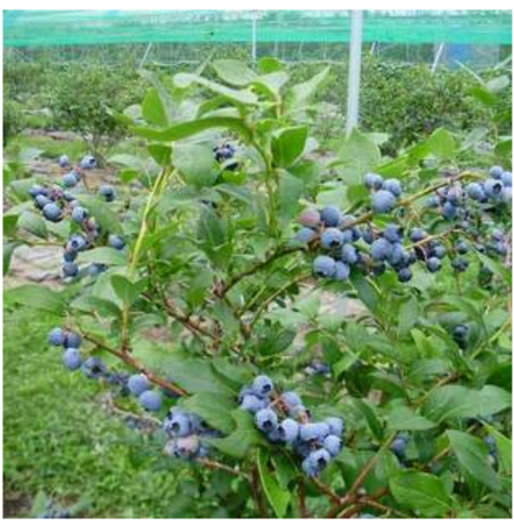 优质脱毒蓝莓苗木