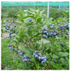 优质脱毒蓝莓苗木