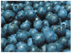 蓝莓冻果-产地直供A级冷冻蓝莓、