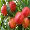 供应 果农种植 油桃 优质油桃 超多维C