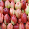 供应 果农种植 油桃 超多维C 优质油桃