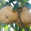 特产 直供酥梨 皇冠梨 新鲜水果 优质梨
