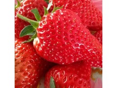 东港天勤新鲜草莓 九九红颜 国产草莓 有机草莓 3斤省内包邮