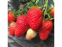 东港天勤新鲜草莓 九九红颜 有机草莓 3斤省内包邮 国产草莓