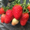 东港天勤新鲜草莓 九九红颜 有机草莓 3斤省内包邮 国产草莓