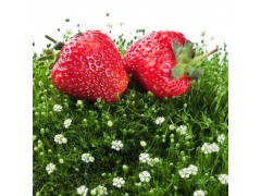 东港天勤新鲜草莓 九九红颜 3斤省内包邮 有机草莓 国产草莓