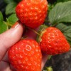 东港天勤 3斤省内包邮 新鲜草莓 九九红颜 有机草莓 国产草莓