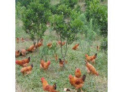 專業養殖跑山雞 生態養殖 放心食用