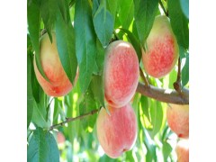 供应 新鲜水果 现摘水果 优质毛桃 桃子