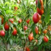 供应 农家种植 果园现摘 新鲜油桃