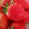 东港天勤新鲜草莓 九九红颜 国产草莓 有机草莓 15斤省内包邮