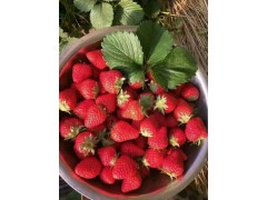 有机草莓 东港天勤新鲜草莓 九九红颜 国产草莓 15斤省内包邮