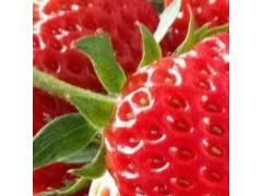 东港天勤新鲜草莓 15斤省内包邮 九九红颜 有机草莓 国产草莓