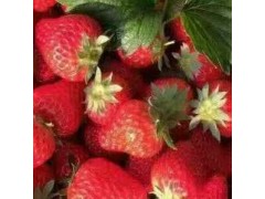 东港天勤 15斤省内包邮 新鲜草莓 九九红颜 有机草莓 国产草莓