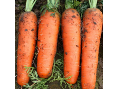 供應 新鮮紅蘿卜 天然種植 有機蔬菜 綠色營養 量大優惠