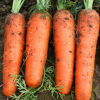 供应 新鲜红萝卜 天然种植 有机蔬菜 绿色营养 量大优惠