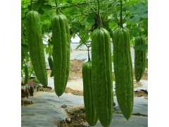 大量供应新鲜苦瓜 专业种植 天然有机蔬菜 批发价格优惠