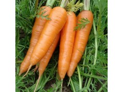 大量供应新鲜红萝卜 天然种植 有机蔬菜 营养丰富 批发价格优惠
