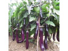 大量供应新鲜茄子 天然种植 新鲜蒸菜 批发价格优惠