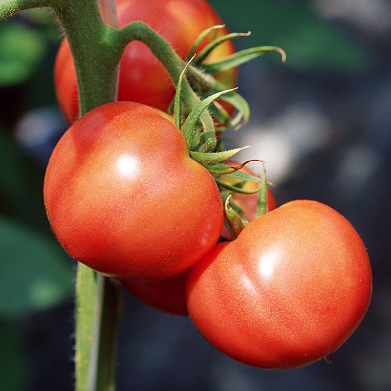 产地直供 新鲜蔬菜 西红柿放心菜不催熟 西红柿番茄批发0  价格面议