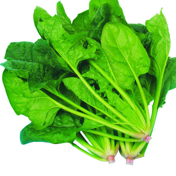 有机蔬菜菠菜 品质保证
