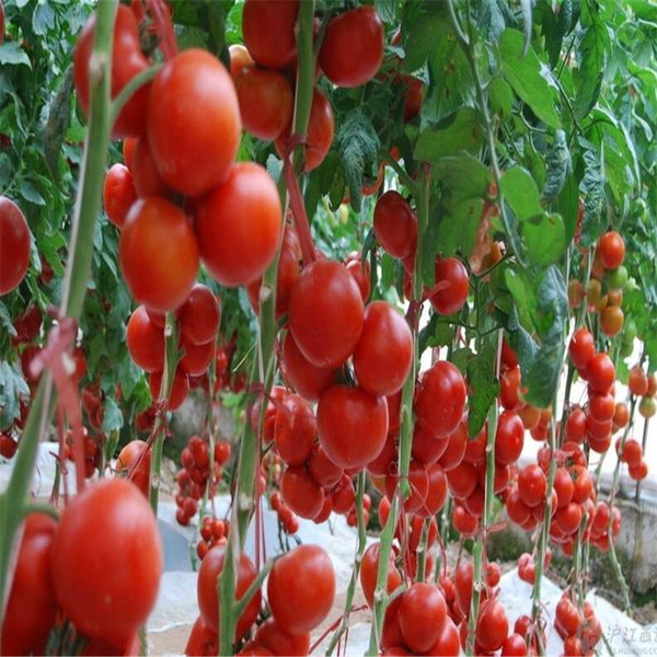番茄 产地直销批发新鲜蔬菜有机西红柿 绿色农家新鲜番茄