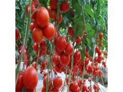 番茄 产地直销批发新鲜蔬菜有机西红柿 绿色农家新鲜番茄