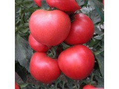 供应优质西红柿 新鲜蔬菜 无公害番茄 绿色无污染 现货直销