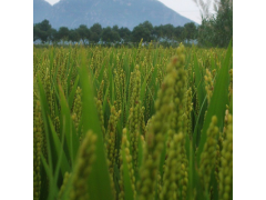 零农肥有机水稻