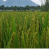 零农肥有机水稻