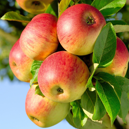 明信果粮种植专业合作社 供应农家苹果