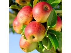 明信果粮种植专业合作社 供应农家苹果