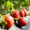 明信果粮种植专业合作社 供应优质草莓