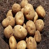 供应优质土豆马铃薯