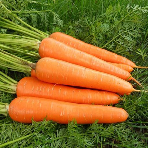 明信果粮种植专业合作社 供应优质胡萝卜