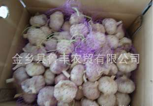供应各种规格包装大蒜 优质金乡紫皮大蒜