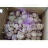 供应各种规格包装大蒜 优质金乡紫皮大蒜