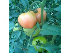 厂家直销优质西红柿，供应优质