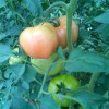 厂家直销优质西红柿，供应优质