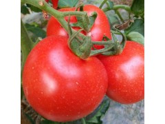 自种高架西红柿，蔬菜基地大量供应，耐运输，品相优良，价格优惠！