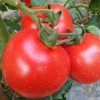 自种高架西红柿，蔬菜基地大量供应，耐运输，品相优良，价格优惠！